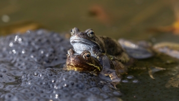 Žáby při rozmnožováí