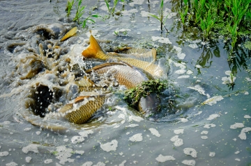 Kapři při tření v mělké vodě