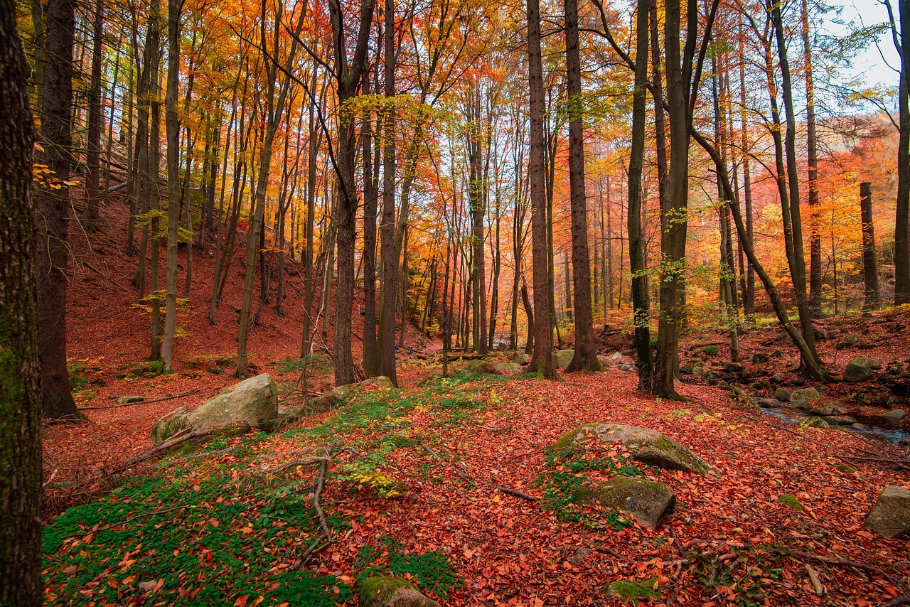 nature-6816877_1280.jpg