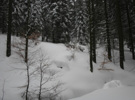 Les-zima-smrkový les.jpg