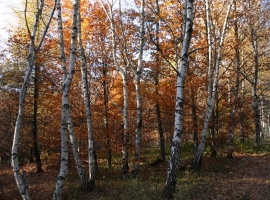 Les-podzim-břízy.jpg