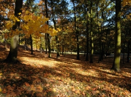 Les-podzim-cesta.jpg